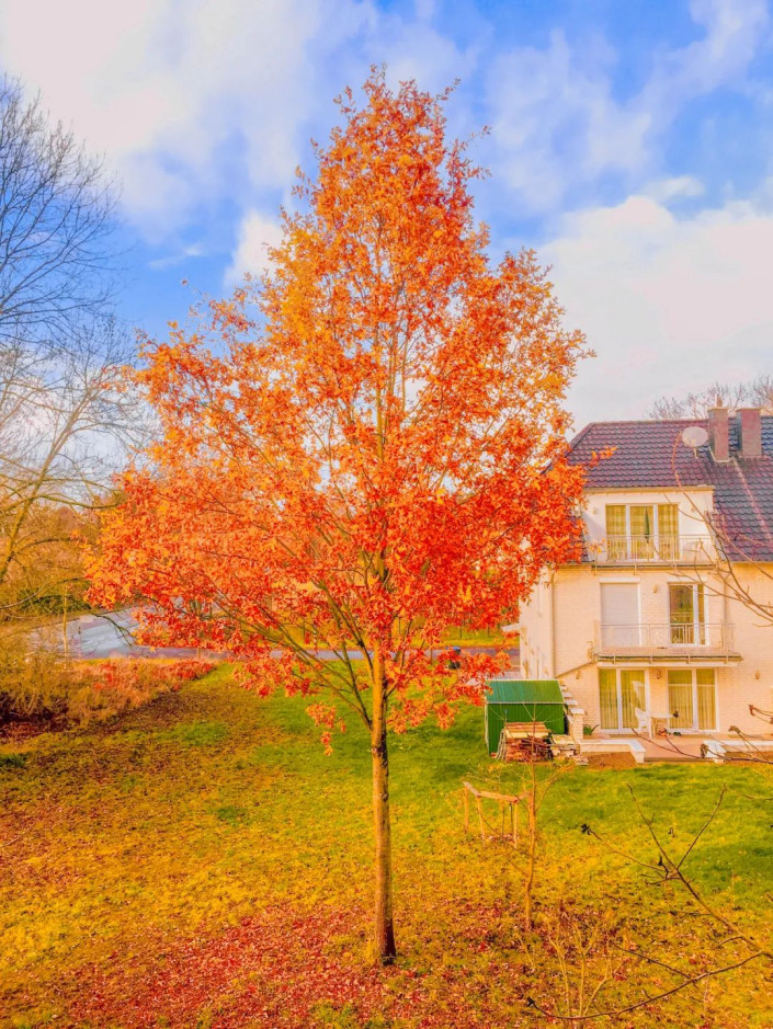 PS调色制作金色梦幻效果的秋季风景照片教程